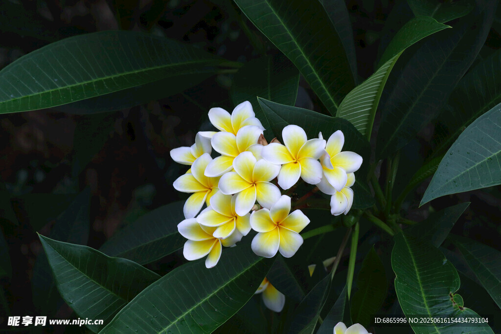 黄白相间花朵绽放绿叶间