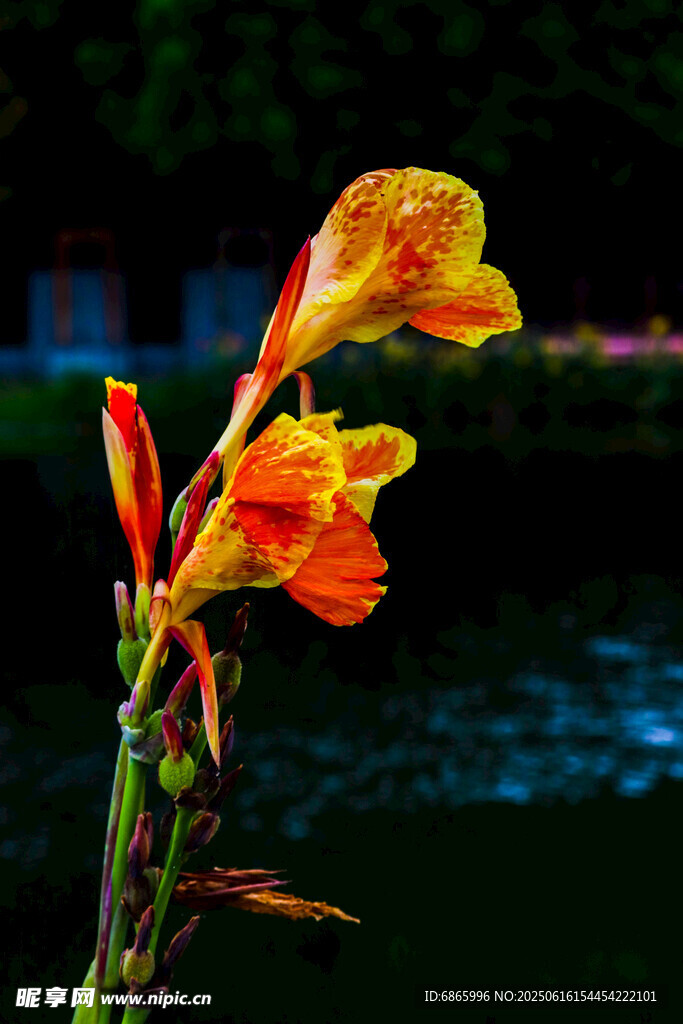 艳丽美人蕉特写