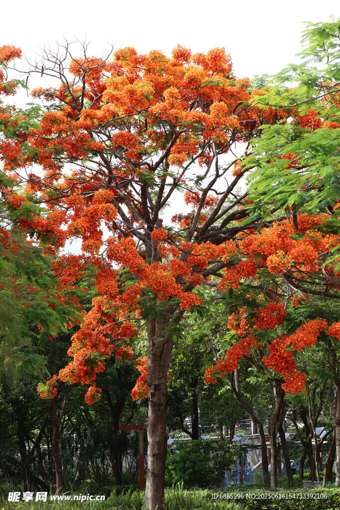 火红凤凰树绽放绚烂色彩