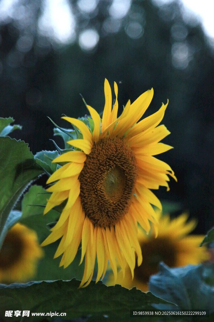 阳光下的灿烂向日葵