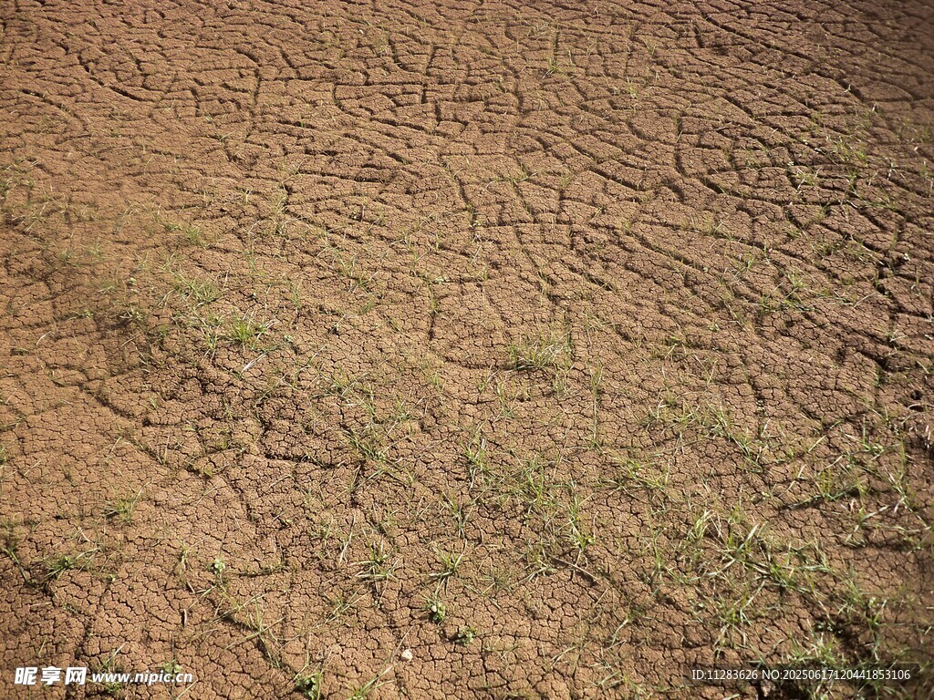 干裂土地上的稀疏绿草