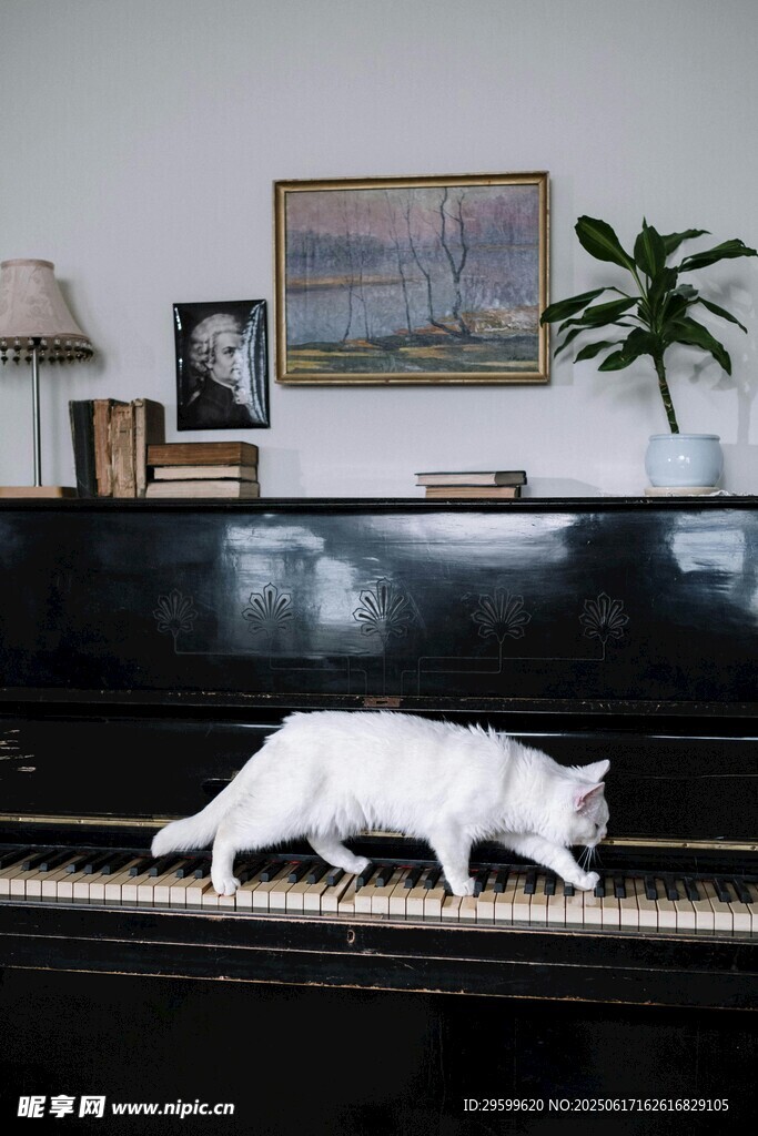 钢琴上漫步的优雅白猫