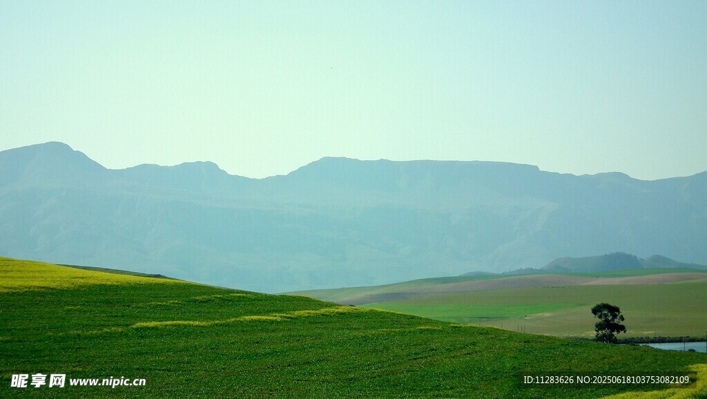 草原山丘间的孤独小树