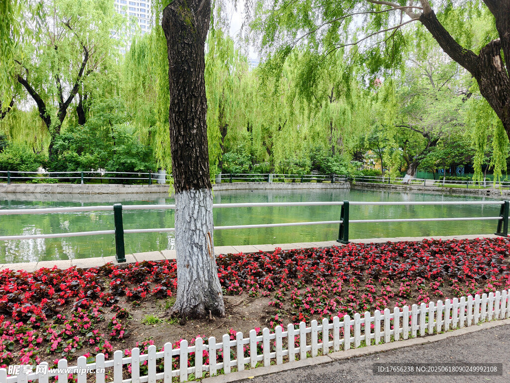 湖畔柳下繁花装点的美景