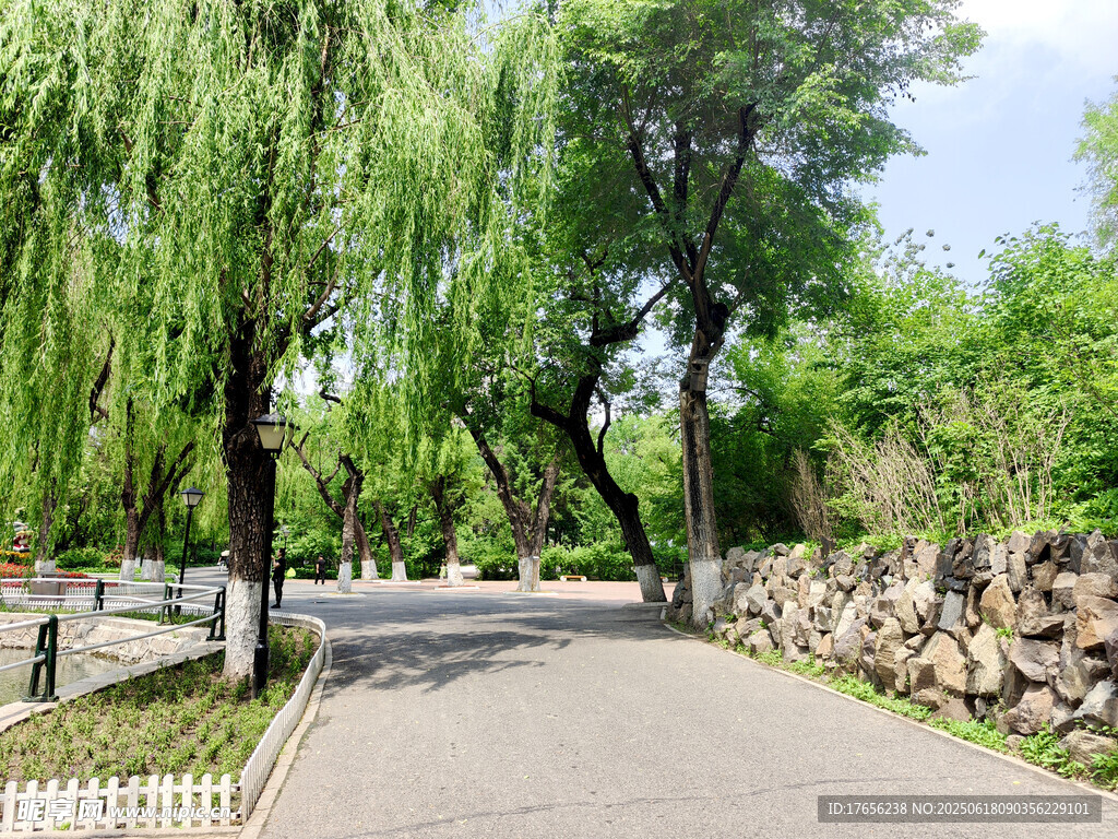 林荫小道绿意盎然的景致