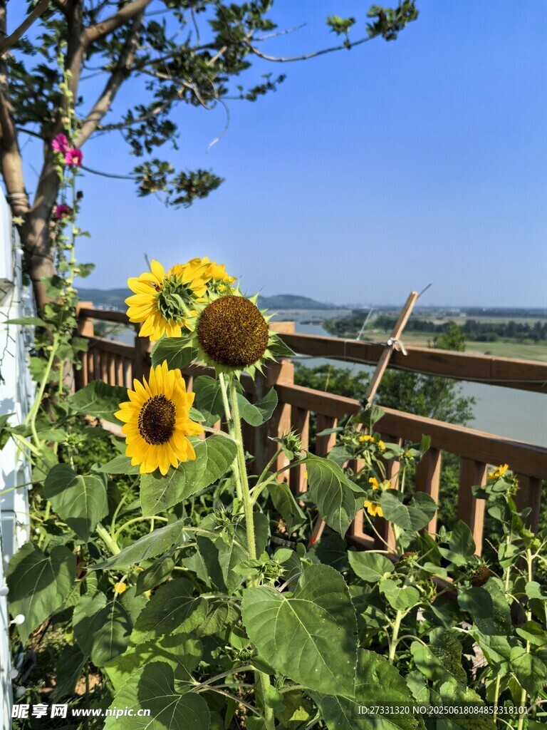 向日葵旁的河畔美景