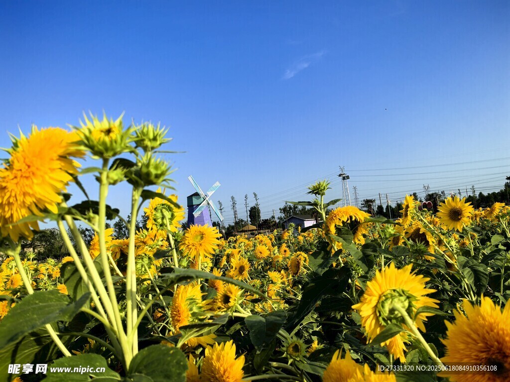 向日葵花海蓝天映衬美景