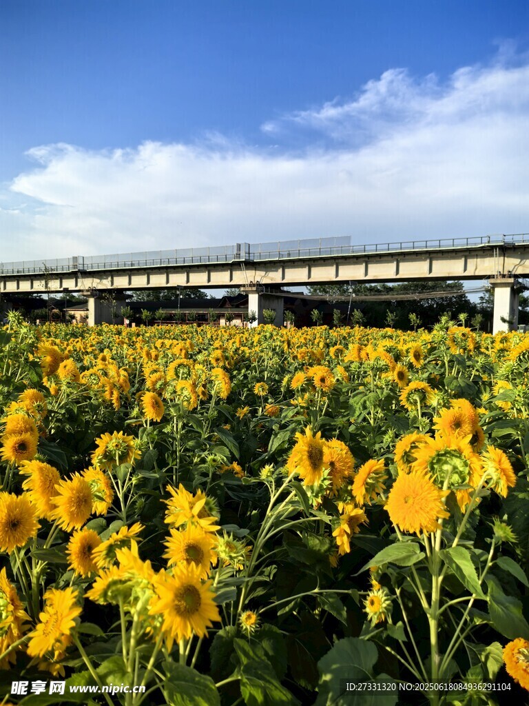 向日葵田上的高架桥