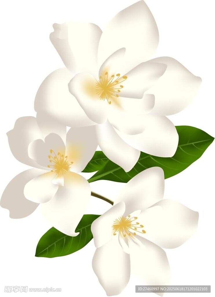 洁白栀子花绽放