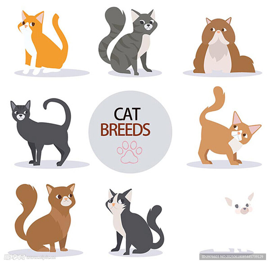 多样猫咪品种展示