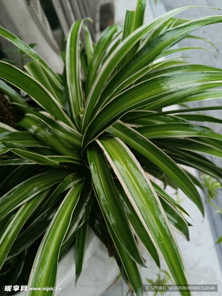 翠绿金边龙血树盆栽