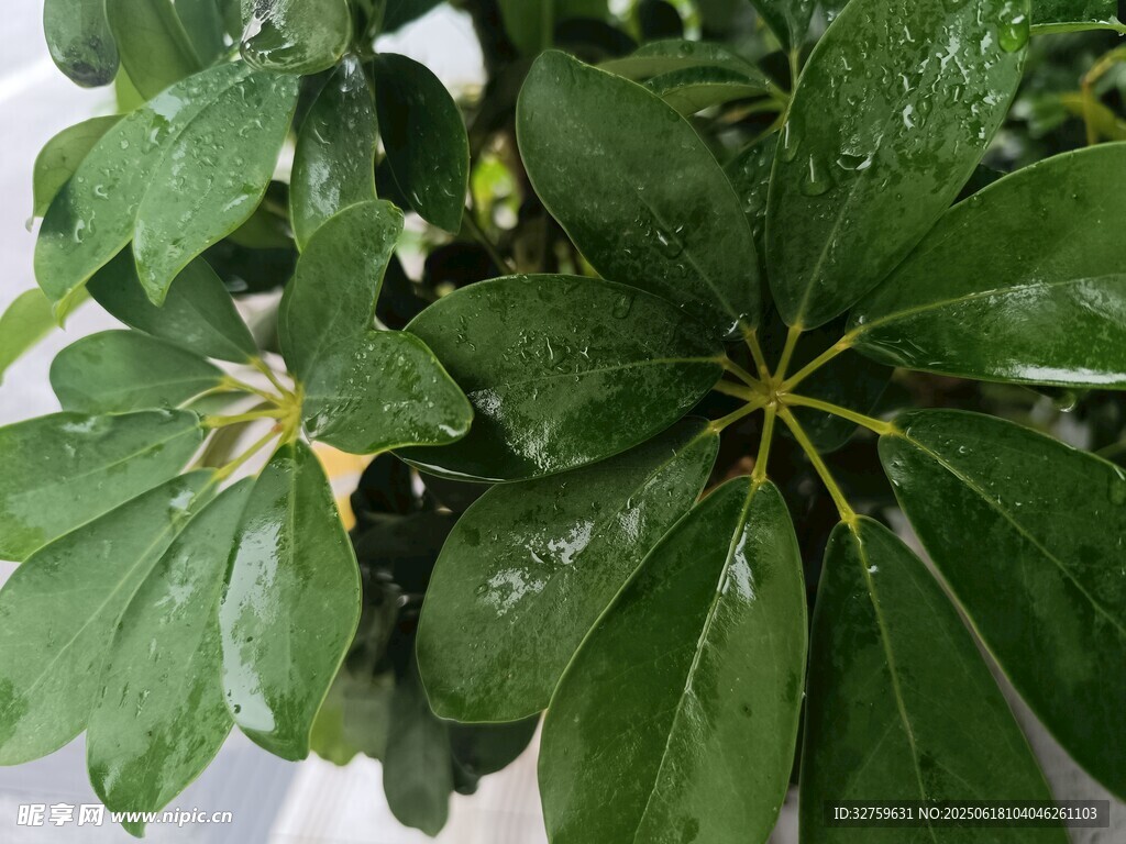 翠绿鹅掌柴植物特写