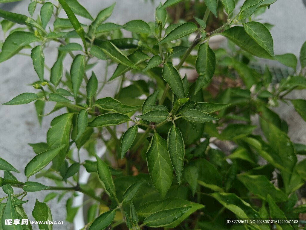 绿叶繁茂的青椒植株
