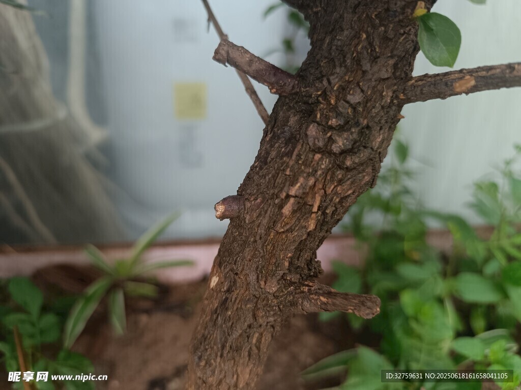 古朴树桩盆景特写