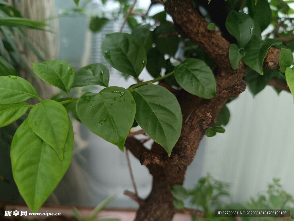 绿叶繁茂的盆栽树