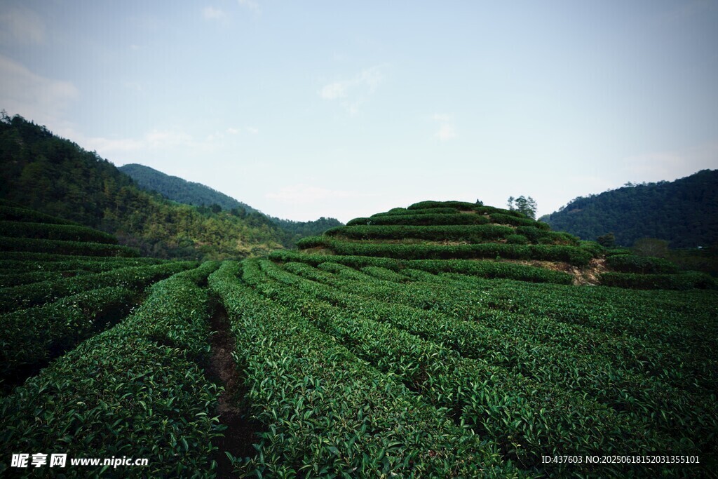 翠绿茶园远山相伴