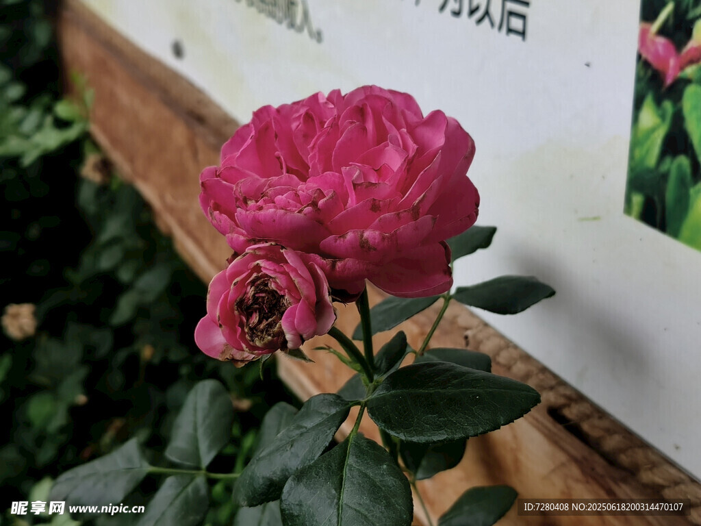 娇艳盛开的粉红色月季花