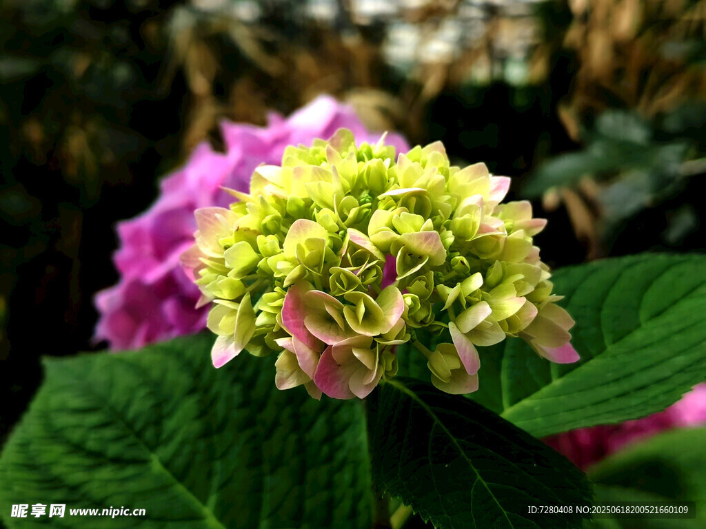 清新绣球花绽放