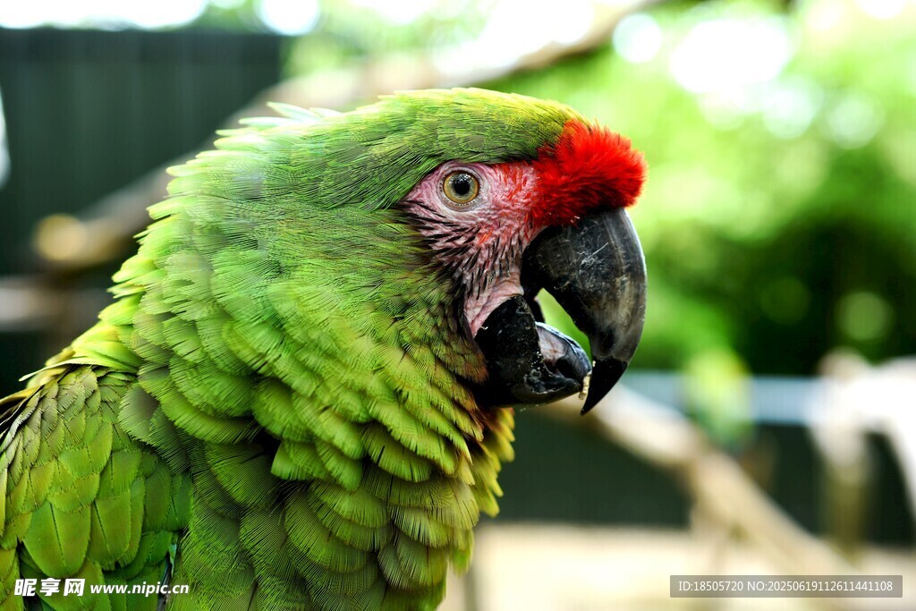 绿羽红冠鹦鹉特写