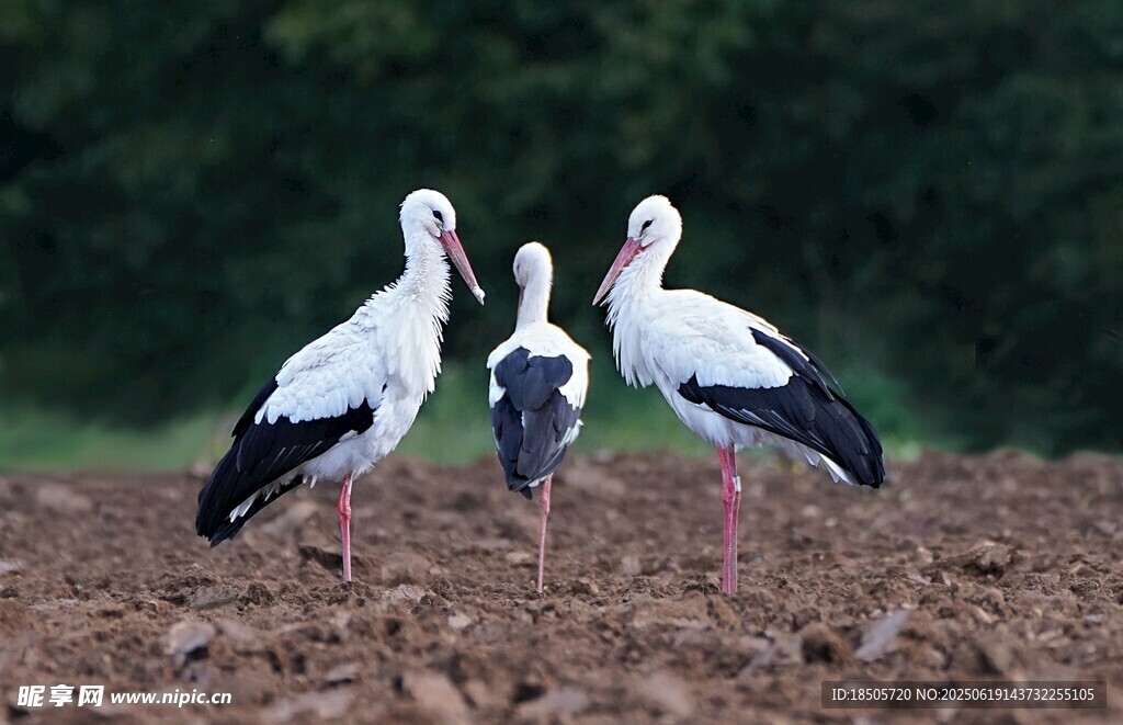田野上的三只白鹳