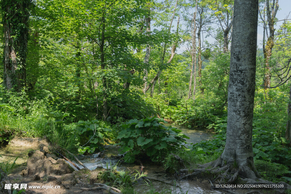 夏日林间小溪自然美景