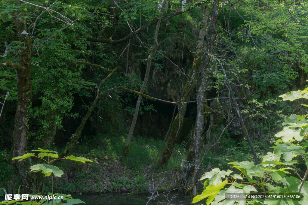 茂密森林中的自然景致
