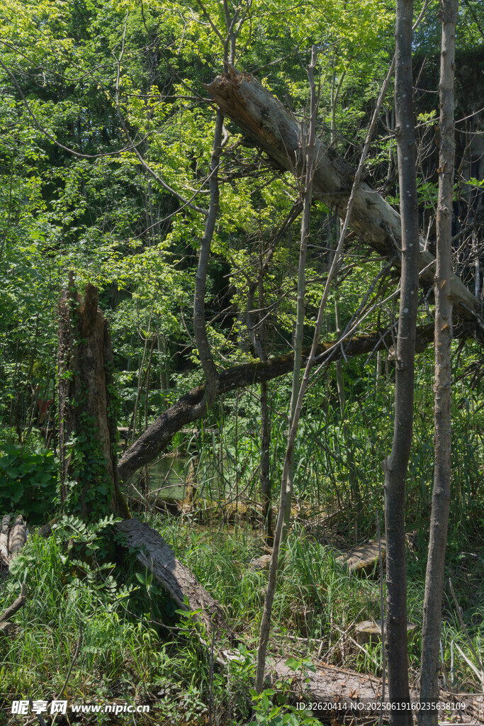 森林中的倒木与繁茂绿植