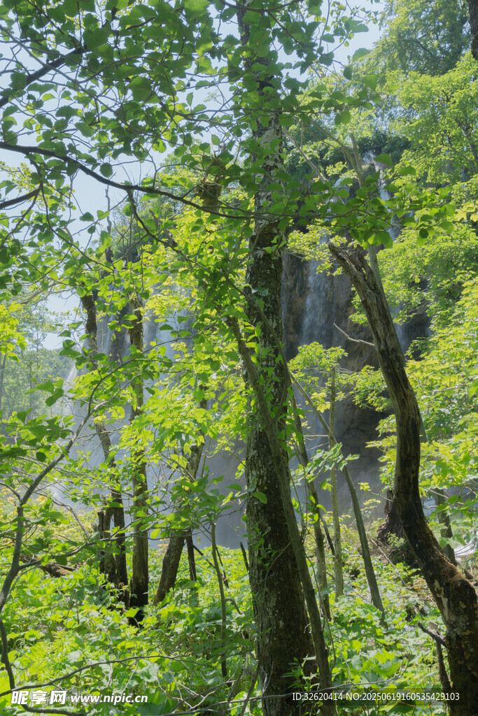 茂密森林绿意盎然的景象