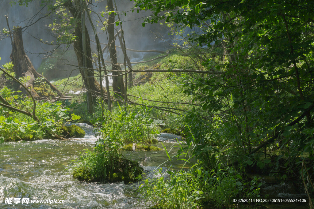 山间溪流旁的繁茂树林