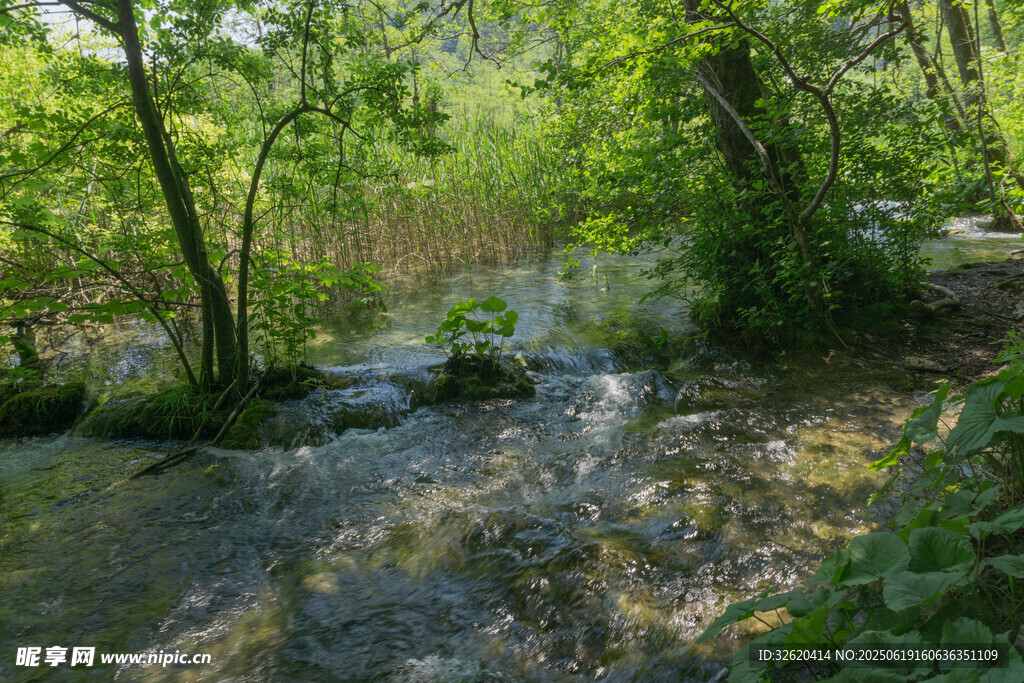 林间潺潺溪流的自然景致