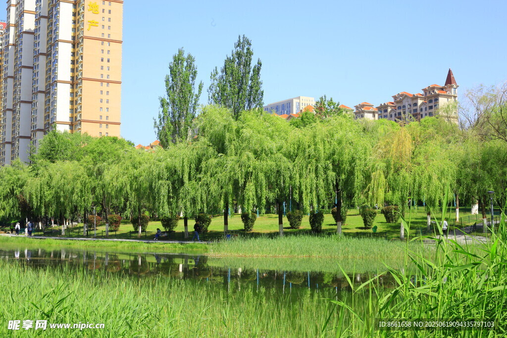 城市河畔垂柳绿树美景