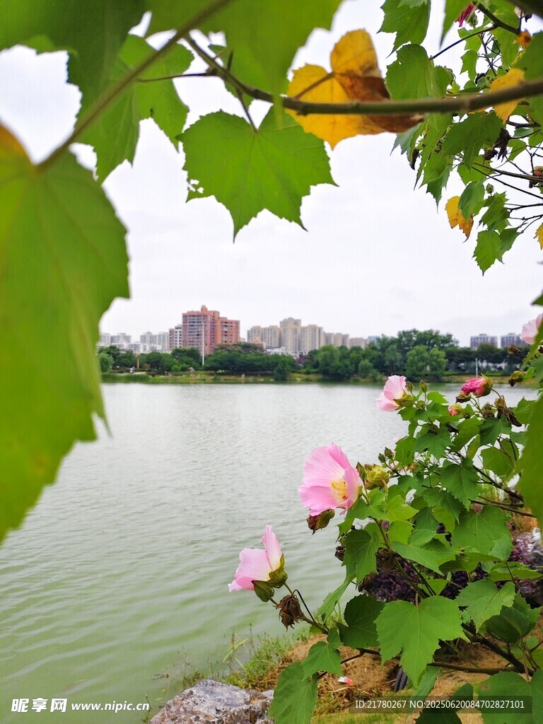 湖畔木芙蓉与绿叶