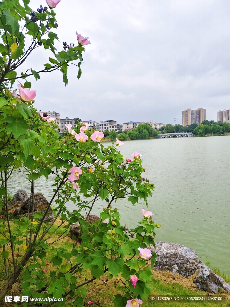 湖畔繁花 水边芙蓉