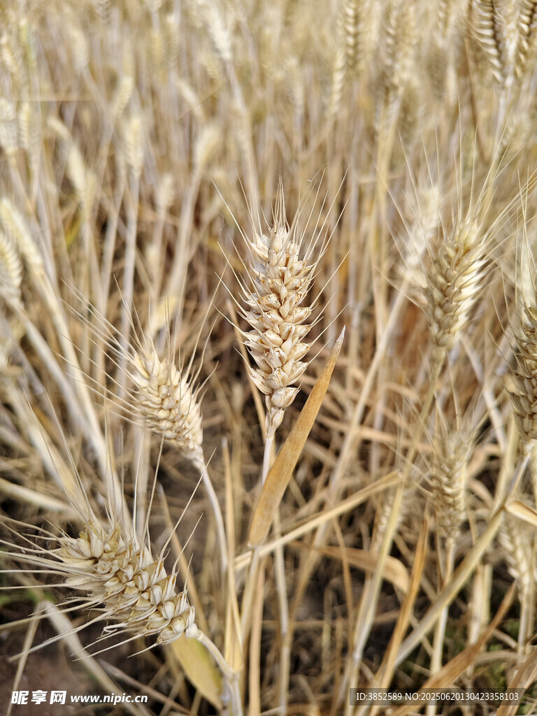 金黄麦田饱满麦穗