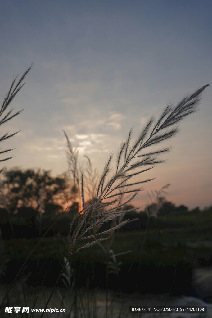 夕阳下的芦苇美景