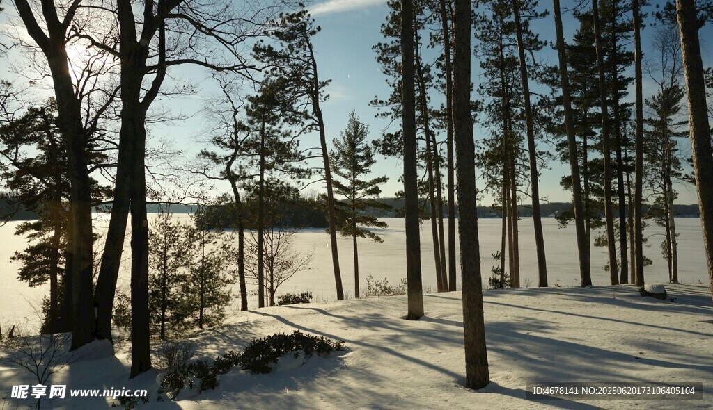 冬日雪林静谧风光