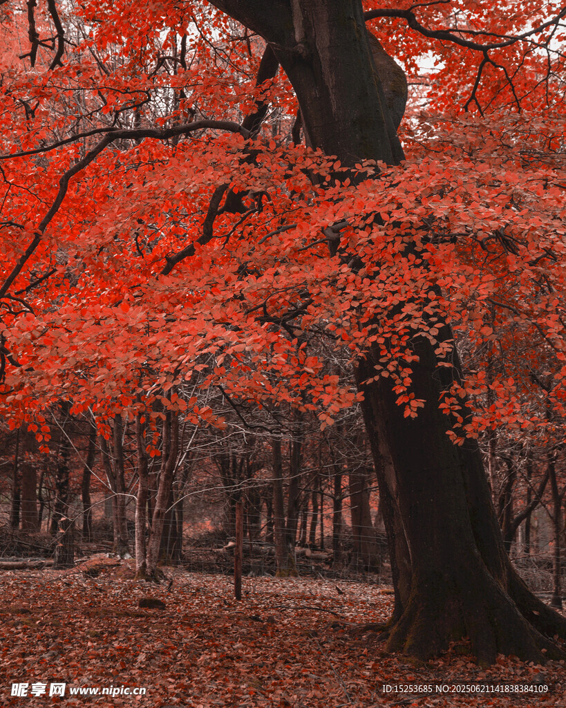 秋日红枫树林美景