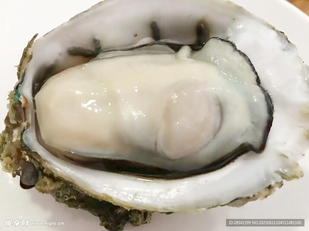 新鲜生蚝特写