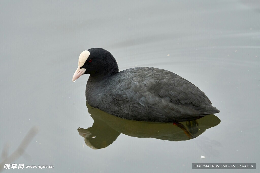 水中游弋的骨顶鸡