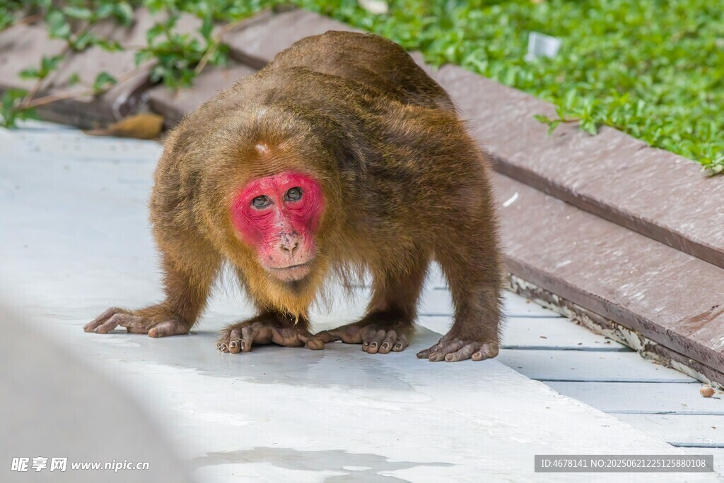 涂红脸蛋的猴子