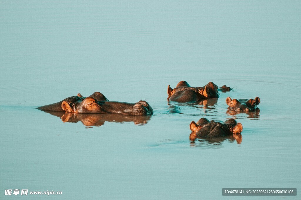 水中嬉戏的河马群