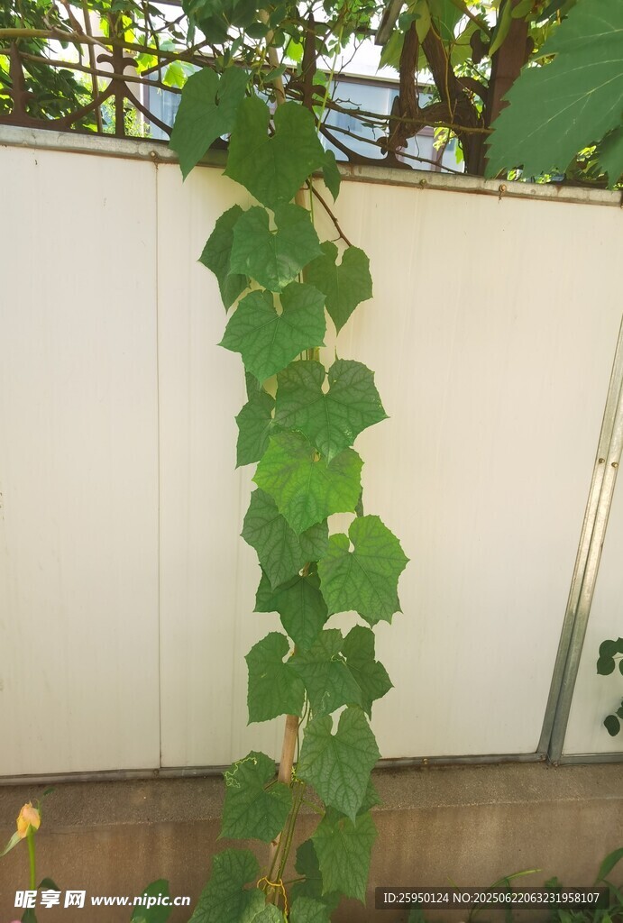 墙边攀爬的翠绿藤蔓植物