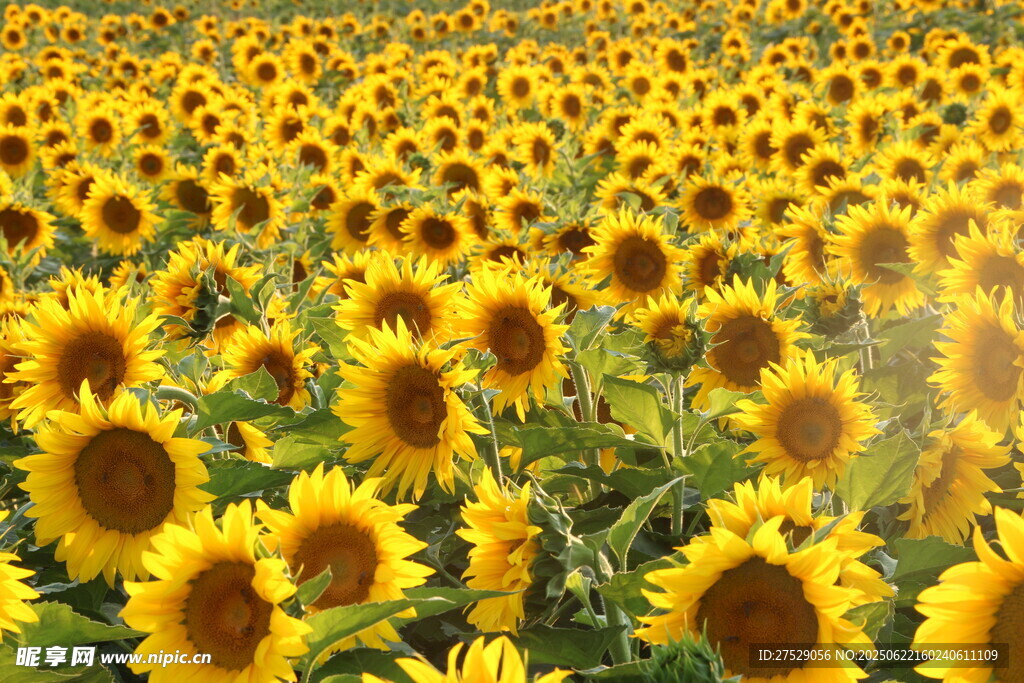 向日葵花海