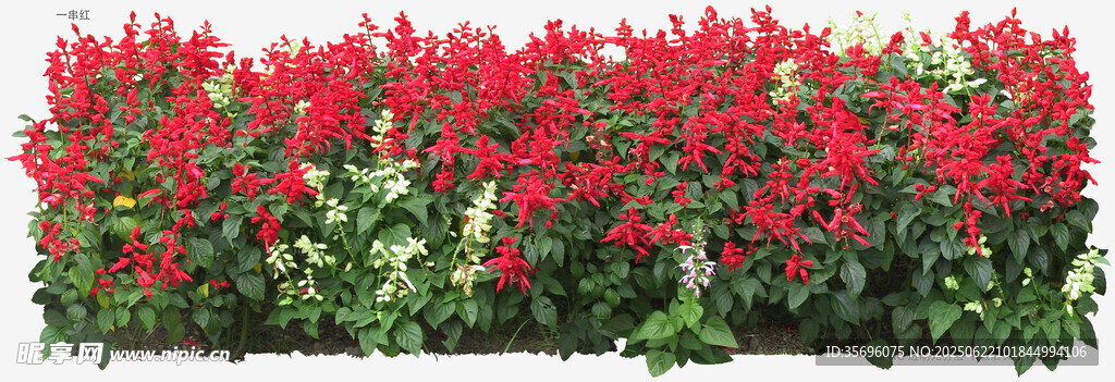 鲜艳红花卉绿植景观
