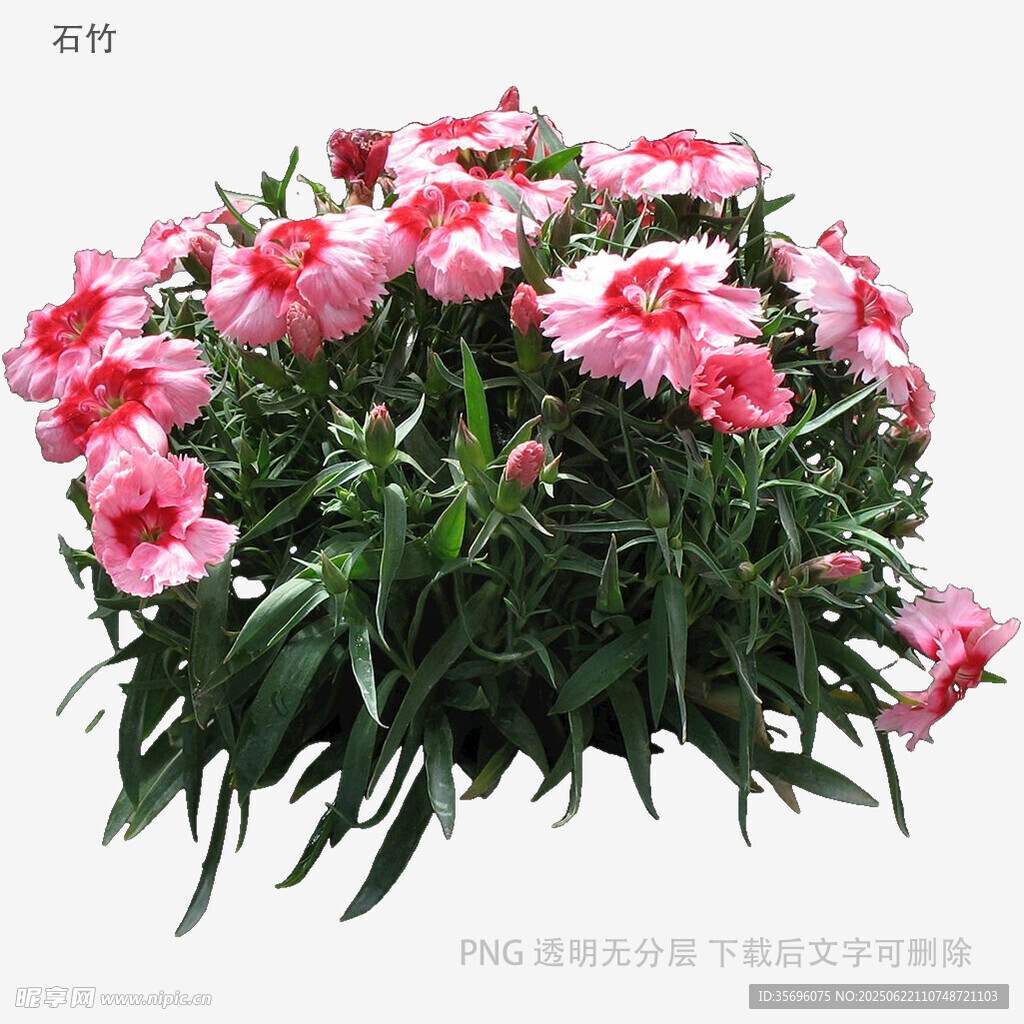 粉色石竹花绽放