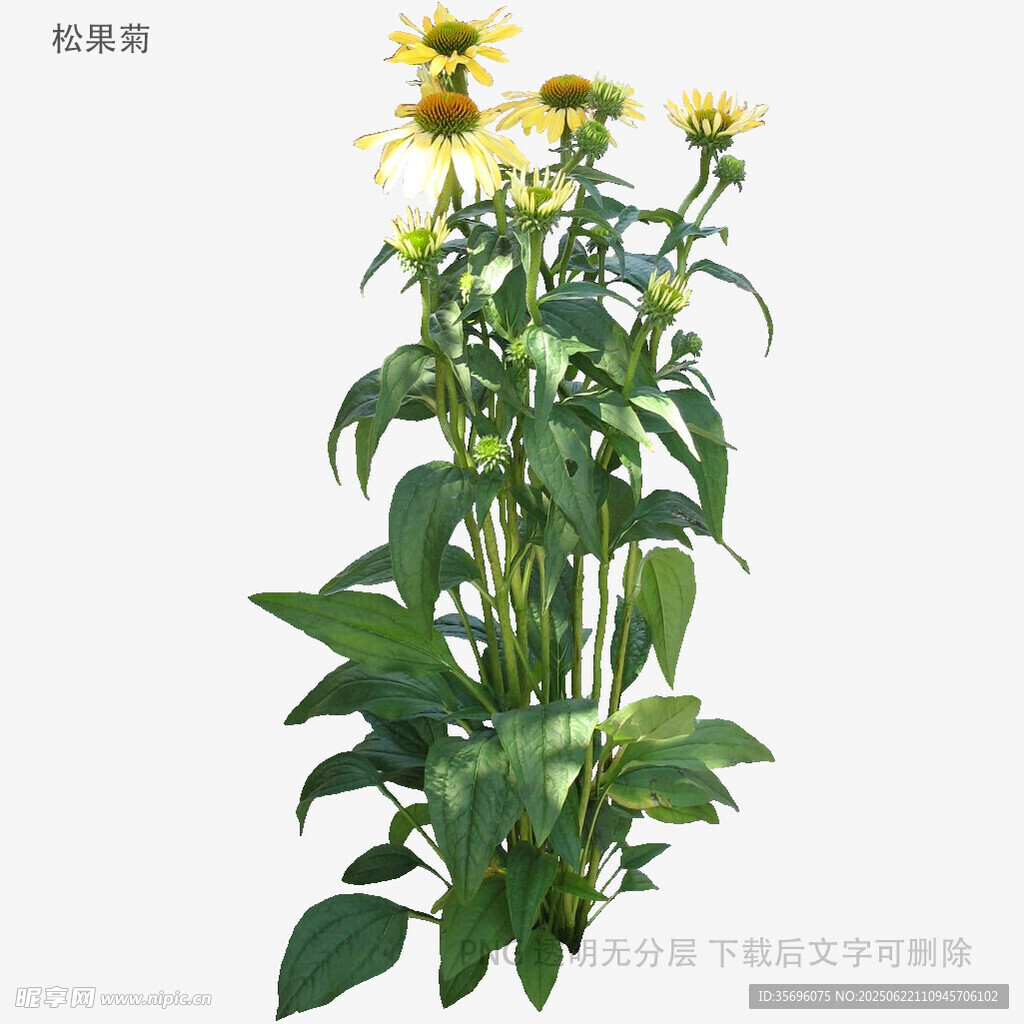 向日葵植株3D模型展示