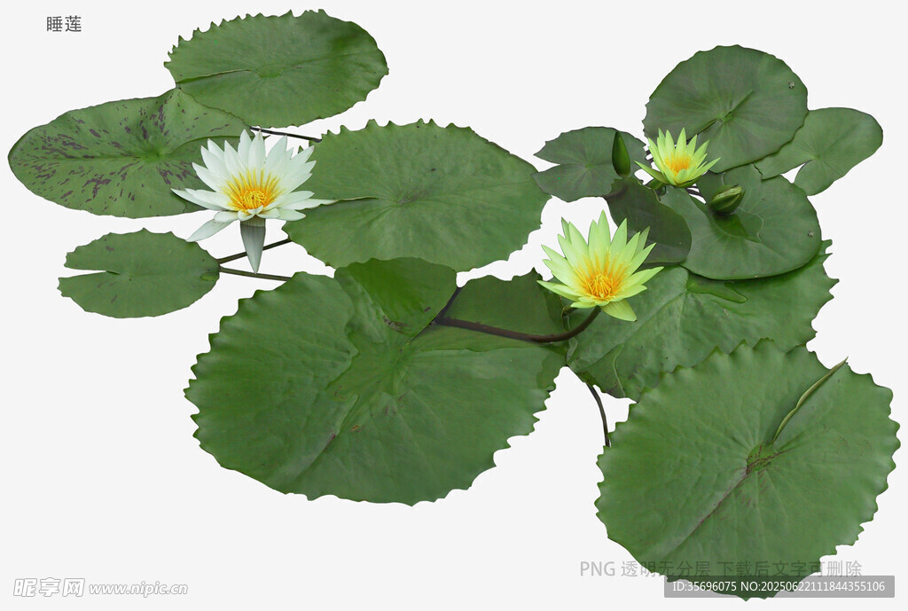 水生白花萍蓬草植物图