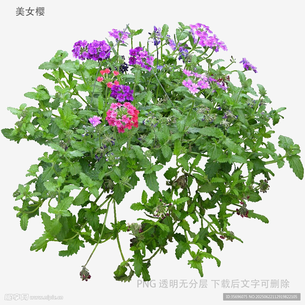 紫色粉色花卉绿植盆栽