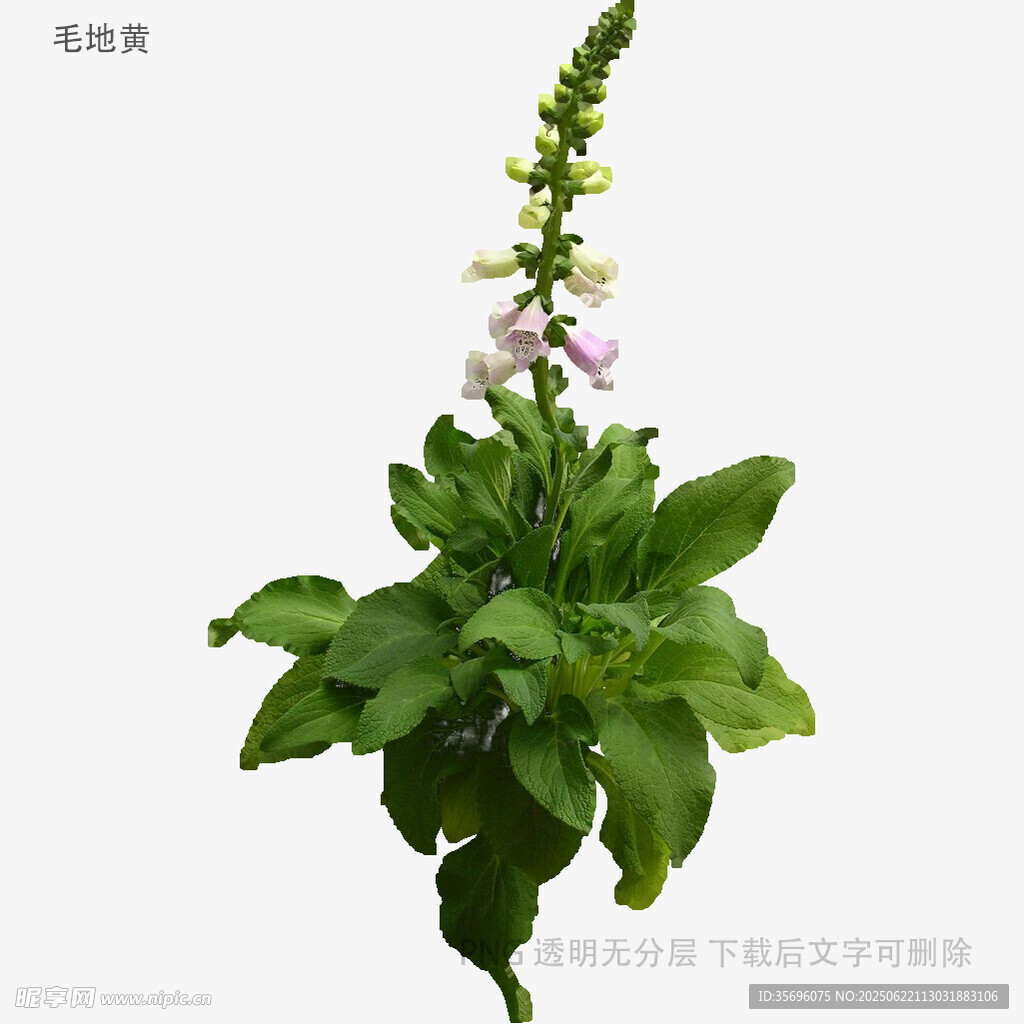 毛地黄植物特写