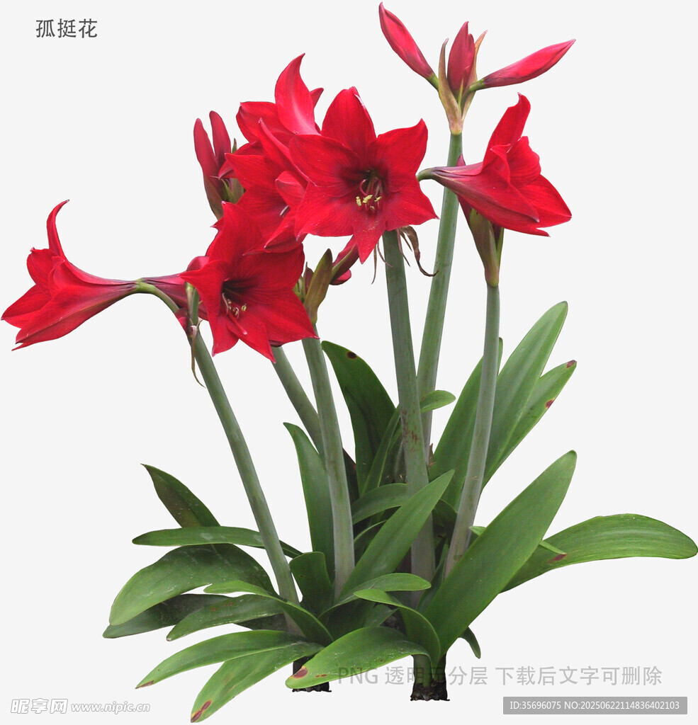 鲜艳朱顶红绽放